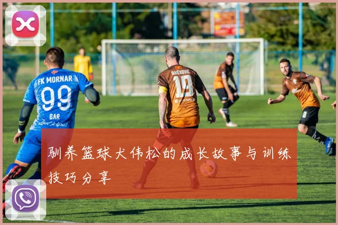 驯养篮球犬伟松的成长故事与训练技巧分享